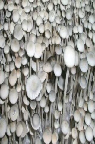 Blue Meanie Mushroom Spores: xeringa d'espores de bolets