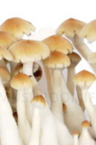 코사무이 슈퍼 균주 버섯 포자 – 실로시빈 주사기