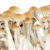 Koh Samui Super Strain Mushroom Spores - xeringa de psilocibina