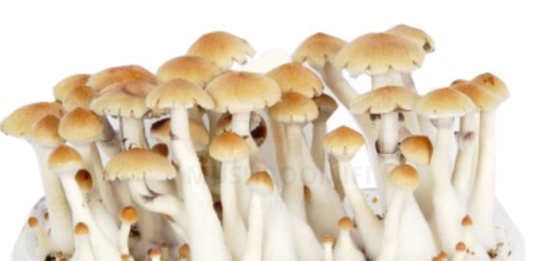 Koh Samui Super Strain Mushroom Spores - xeringa de psilocibina