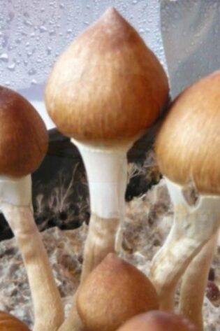 粉紅水牛蘑菇孢子 - 粉紅水牛菌株