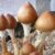 Pink Buffalo Mushroom Spores – Pink Buffalo Strain