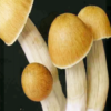 Psilocybe Cubensis b+ Mushroom Spores – b+ Mushrooms Syringe