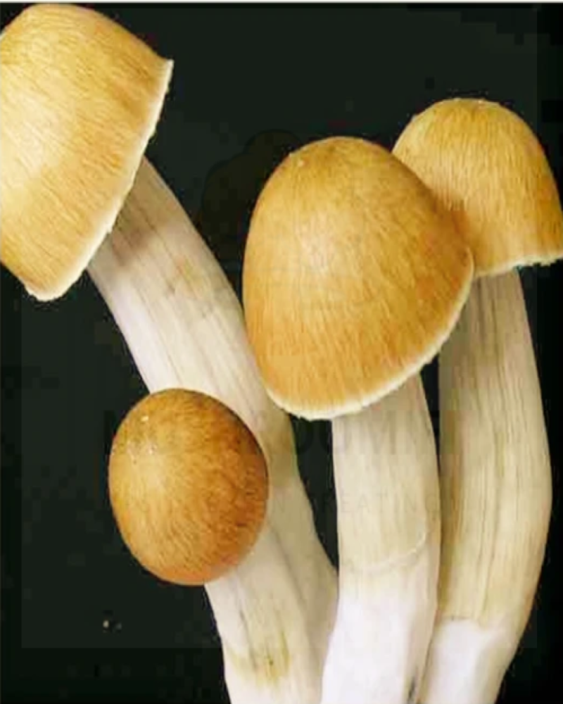 Psilocybe Cubensis b+ Mushroom Spores – b+ Mushrooms Syringe