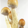 Golden Teacher Mushroom Spores – Psilocybe Spores