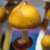 Jedi Mind F* Spores – Jedi Mind Mushroom Spores
