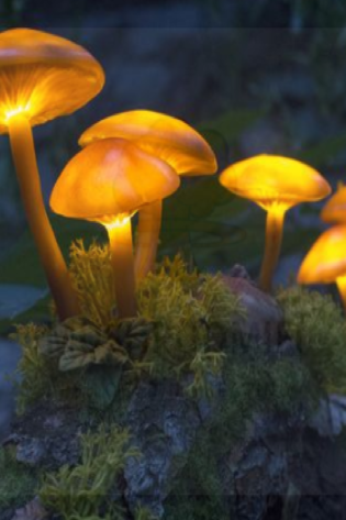 The Lucy: Luminous Lucies Spores – Psilocybin Mushroom Spores