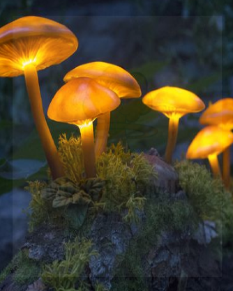 The Lucy: Luminous Lucies Spores – Psilocybin Mushroom Spores