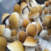 Penis Envy Mushrooms – Penis Envy Mushroom Strain