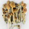 Alacabenzi Mushrooms