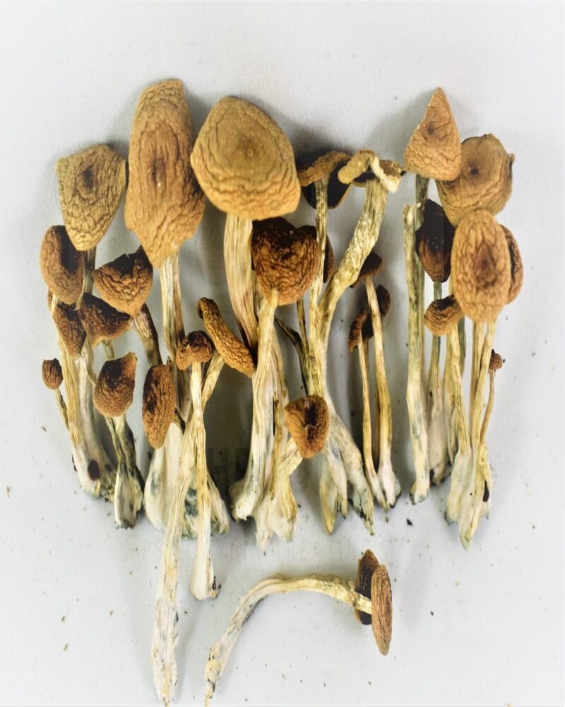 Alacabenzi Mushrooms
