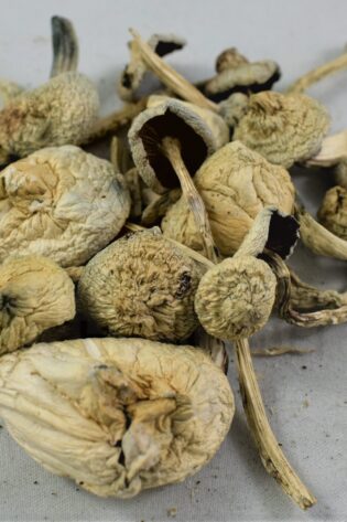 Rustywhyte Mushrooms